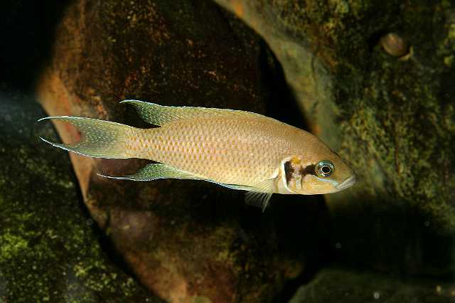 FH_CI_TA_022(Neolamprologus brichardi).JPG